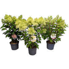 Pluimhortensia